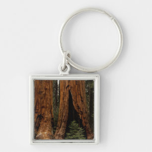 Llavero Árboles de Secuoya, Parque Nacional Sequoia.