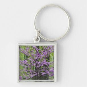 Llavero Árboles Redbud en plena floración primaveral cerca