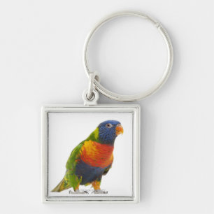 Llavero Arco iris femenino Lorikeet - Trichoglossus