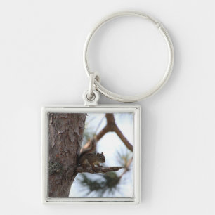 Llavero Ardilla en un árbol de pino