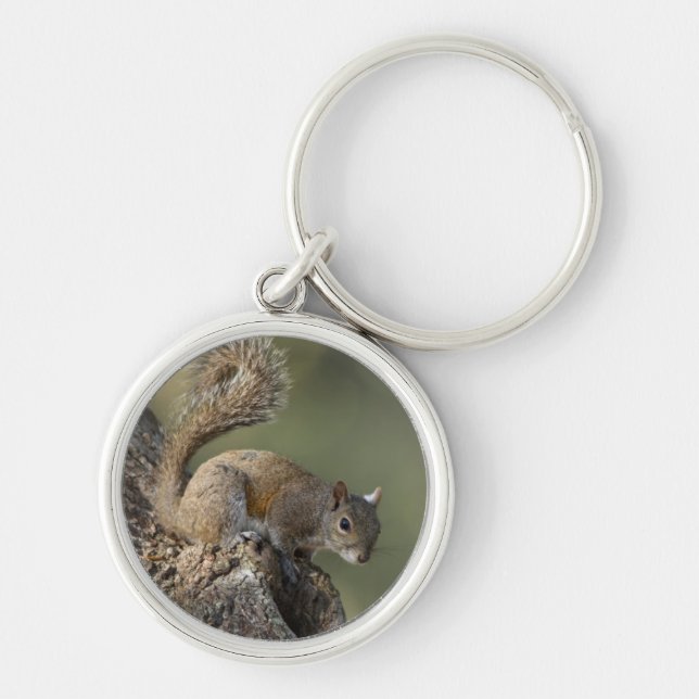 Llavero ardilla gris oriental, o ardilla gris (Frente)
