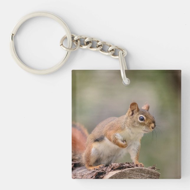 Llavero ardilla roja (Frente)