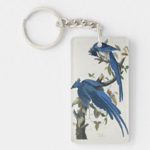 Llavero Arrendajo de Columbia de Audubon Urraca de gargant
