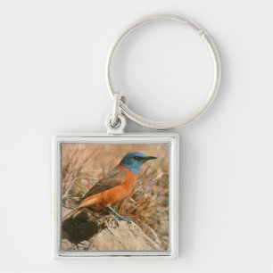 Llavero Arroz de roca del Cabo (Monticola Rupestris)