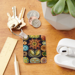 Llavero Ascidiae por Ernst Haeckel, Animales Marinos Antig