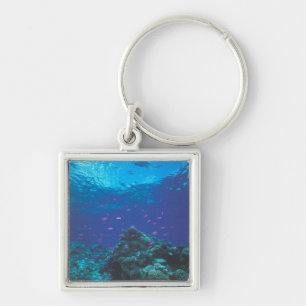 Llavero Australia, Gran Barrera de Coral. Enjambre Púrpura