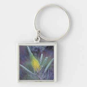 Llavero Australia, NT, cerca de Ayers Rock. Florencia de p