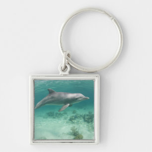 Llavero Bahamas, Isla Gran Bahama, Freeport, Cautivo 6