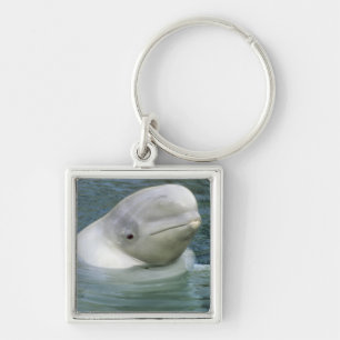 Llavero Ballena Beluga, Delphinapterus leucas)