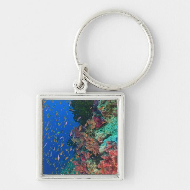 Llavero Basslets Hada (Pseudanthias (Frente)