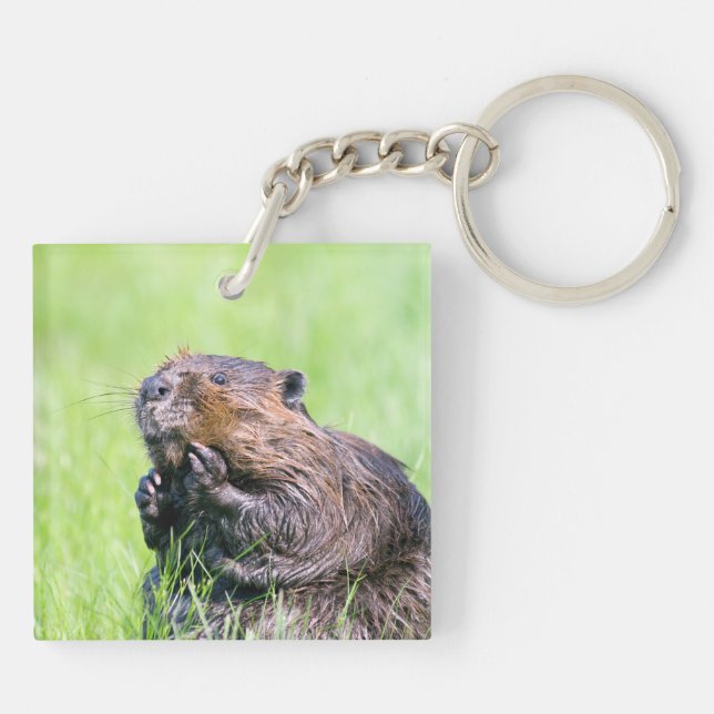 Llavero Beaver húmedo (Atrás)