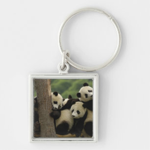 Llavero bebés de panda gigante Ailuropoda melanoleuca)