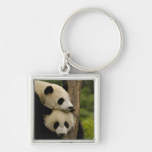 Llavero bebés de panda gigante (Ailuropoda melanoleuca)
