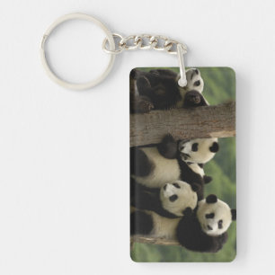 Llavero bebés de panda gigante (Ailuropoda melanoleuca)