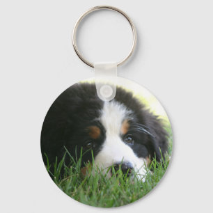 Llavero Bernese Puppy