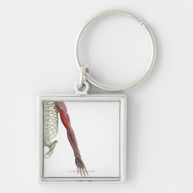 Llavero Biceps-brachii (Frente)