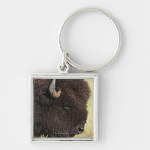 Llavero Bisonte americano, Dakota del Sur