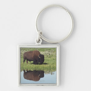 Llavero Bisonte (bisonte del bisonte) en prado herboso