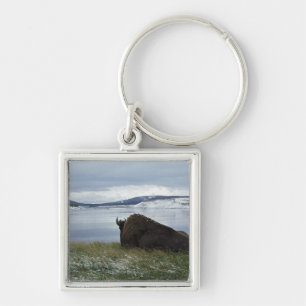 Llavero Bisonte que descansa por el río Yellowstone con