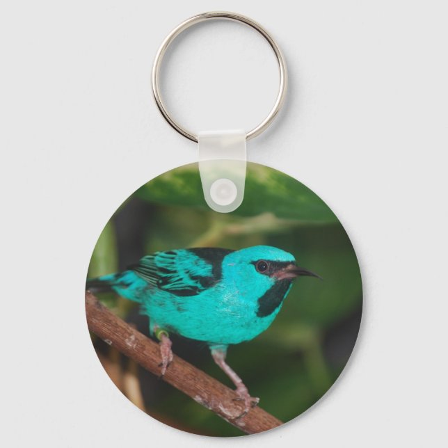 Llavero Blue Dacnis (Anverso)