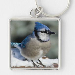 Llavero Blue Jay