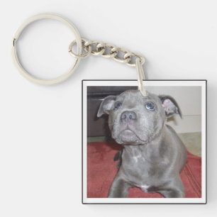 Llavero Blue Staffordshire Bull Terrier Puppy,