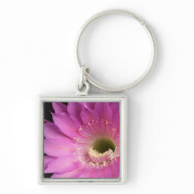 Bonito en la Plaza María rosa