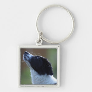 Llavero border collie joven del perrito