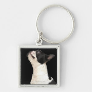 Llavero Boston blanco y negro Terrier que mira para arriba