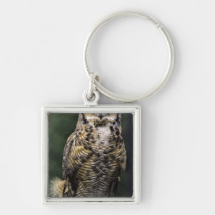 Llavero Búho Americano (Bubo virginianus), cuerpo completo