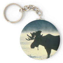 Bull Moose americano