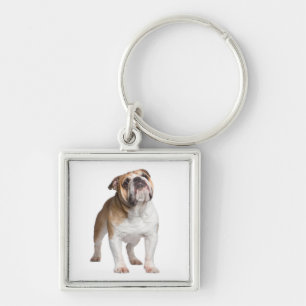 Llavero Bulldog en inglés de Cute Puppy Dog Lover
