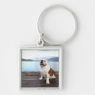 Llavero bulldog feliz que se sienta en cubierta cerca del