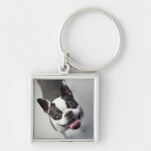 Llavero Bulldog francés de las imágenes el   de Getty