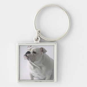 Llavero Bulldog inglés blanco que se sienta en estudio,