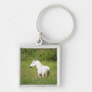 Llavero Caballo de Camargue en el Alpes Cote d'Azur del