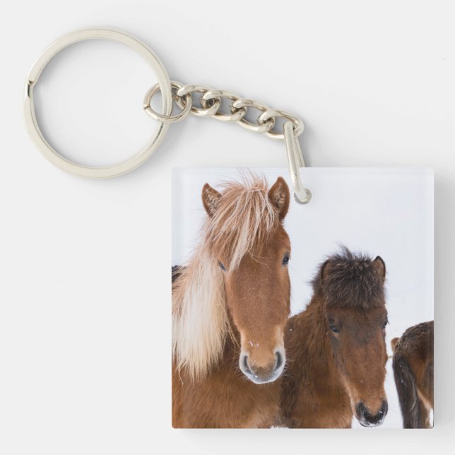 Llavero Caballos islandeses lindos juntos (Frente)