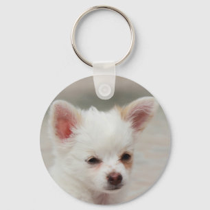 Llavero cachorro chihuahua en un jardín