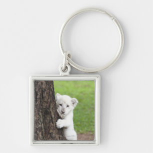 Llavero Cachorro de león blanco que oculta detrás de un