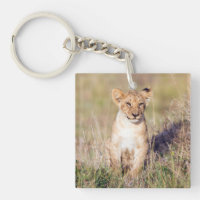 Cachorro de león en África. Foto