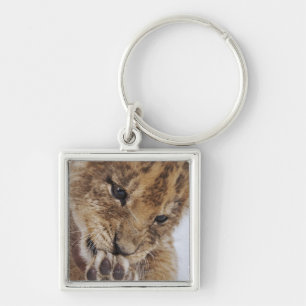 Llavero Cachorro de león (Panthera leo) que lame la pata,