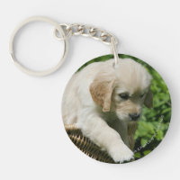 Cachorro de oro en cesta