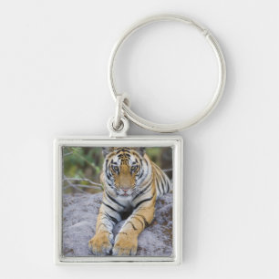 Llavero Cachorro de tigre, parque nacional de Bandhavgarh,