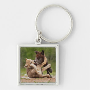 Llavero Cachorros de Lobo Gris Luchando