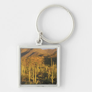Llavero Cactus saguaro en el Parque Nacional Saguaro cerca