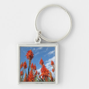 Llavero Cadena clave Aloe Arborescens