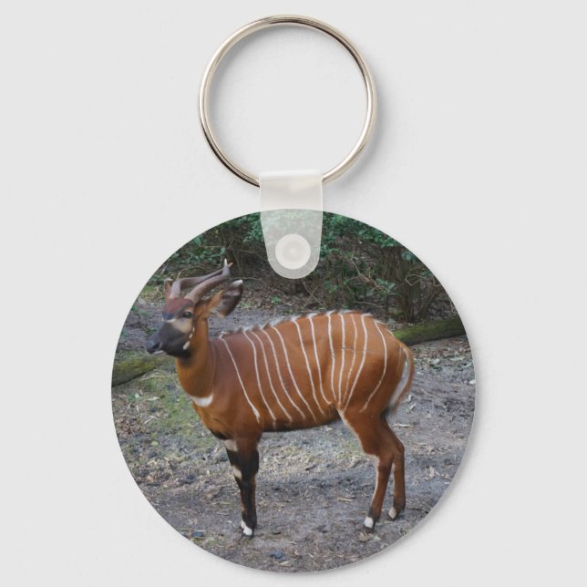 Llavero Cadena de claves de Bongo (Antelope) (Anverso)