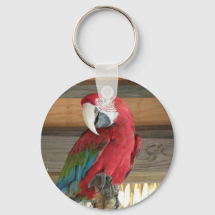 Llavero Cadena de claves Scarlet Macaw
