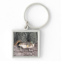 Cadena de teclas de la ardilla