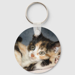 Llavero Cadena Keyten de Shorthair Calico Shelter Kitten